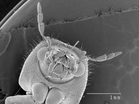 Magnified view of beetles head