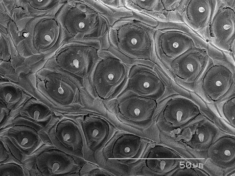 Magnified view of antenna of beetle