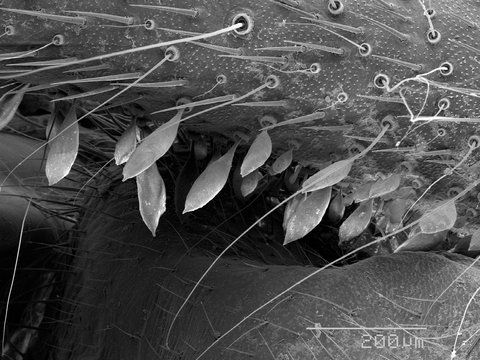 Magnified view of scales on cave cricket