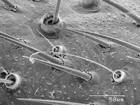 Magnified view of scales on cave cricket