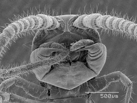 Magnified view of centipede head
