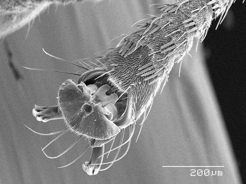 Magnified view of mantid tarsus