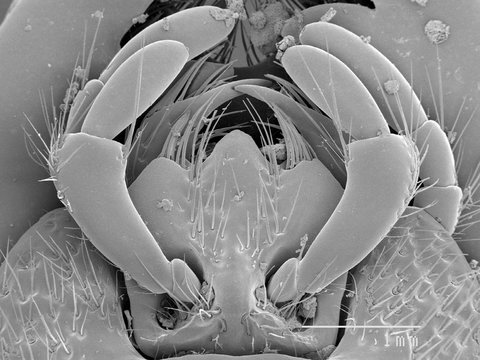 Magnified view of beetle mouth parts