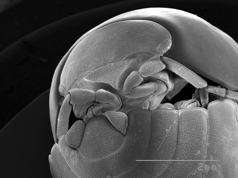 Magnified view of pillbug