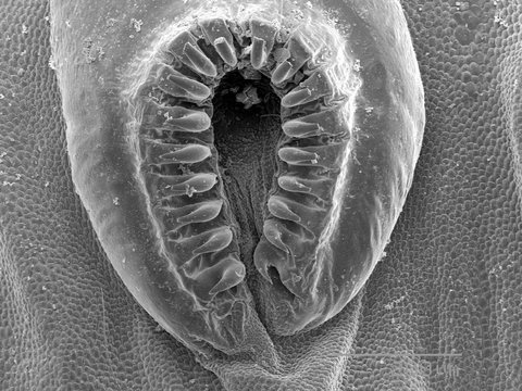 Magnified view of proleg of caterpillar