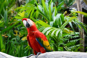 parrots
