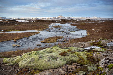Isländische Landschaft mit Moos und Fluss