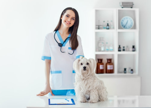 Beautiful smiling veterinarian doctor and cute white dog in vet clinic