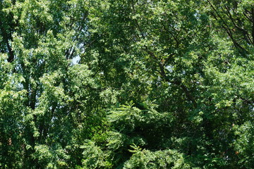 Fototapeta premium Trees // Spirits 