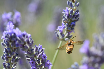 Abeille en vol