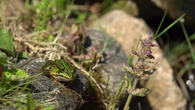 Green frog sitting on a large stone suddenly jump down