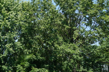 Fototapeta premium Trees // Spirits 