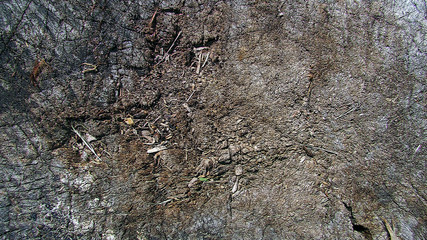the stump where cut firewood