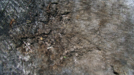 the stump where cut firewood