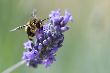 Abeille sur lavande