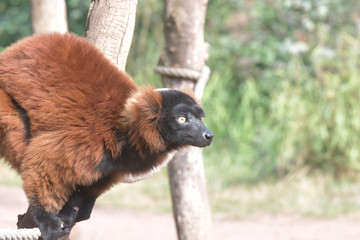 Lemure auf einem Baumstumpf