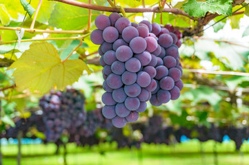 Grape vines close up