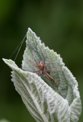 Spinne zwischen Blättern