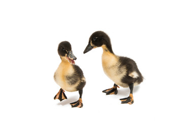 Small ducklings isolated