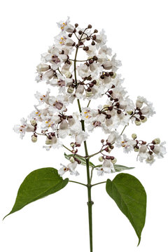 Fototapeta Flowering tree of Catalpa, lat. Catalpa speciosa, isolated on white background
