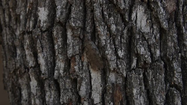 Dobsonfly(Hellgrammite) adult climbing on bark of a tree.