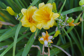 Beautiful Flowers in Nature
