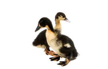 Small ducklings isolated