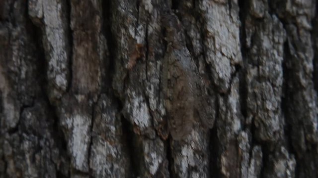 Dobsonfly(Hellgrammite) adult climbing on bark of a tree.