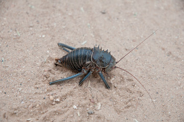 Common Namibian cricket