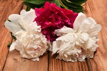 Peony flower on a wooden countertop