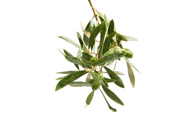 Branch with green olives isolated
