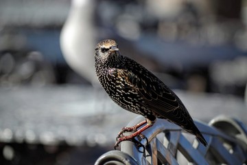 Bird