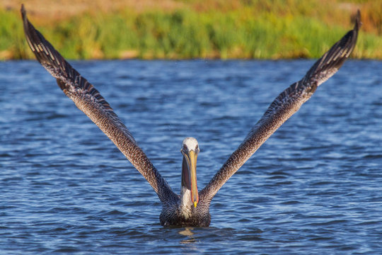 Brown pelican, Pelecanus occidentalis, adult