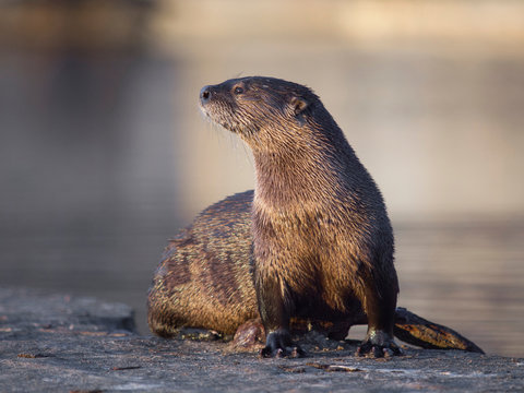 North American River Otter, Lontra canadensis, "Sutro Sam", the only wild river otter in San Francisco