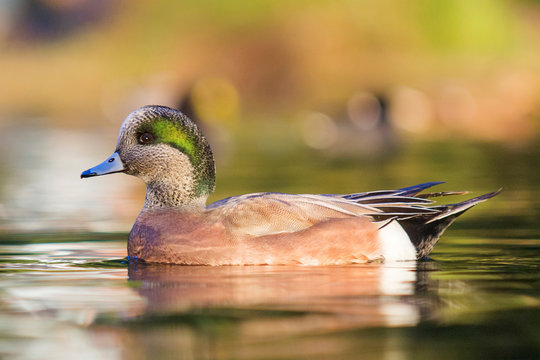 American wigeon, Anas americana, male, drake