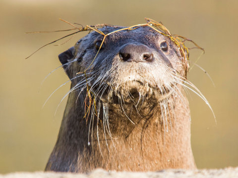 North American River Otter, Lontra canadensis, "Sutro Sam", the only wild river otter in San Francisco