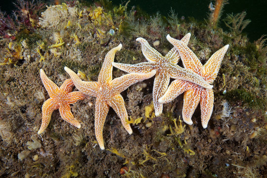 Common starfish, (Asterias rubens)