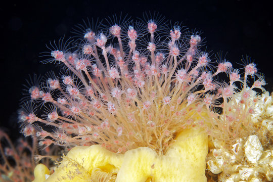 Ectopleura larynx