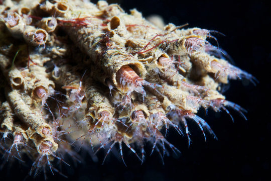 Ericthonius difformis