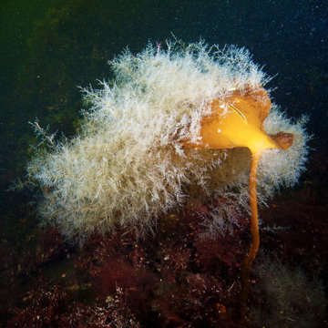 Hydrozoan colony on Laminaria
