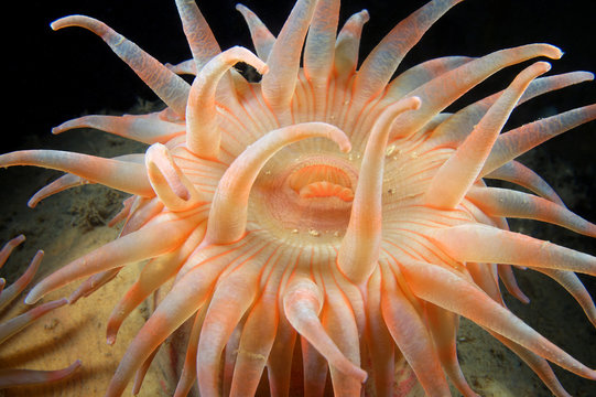 Stomphia coccinea sea anemone