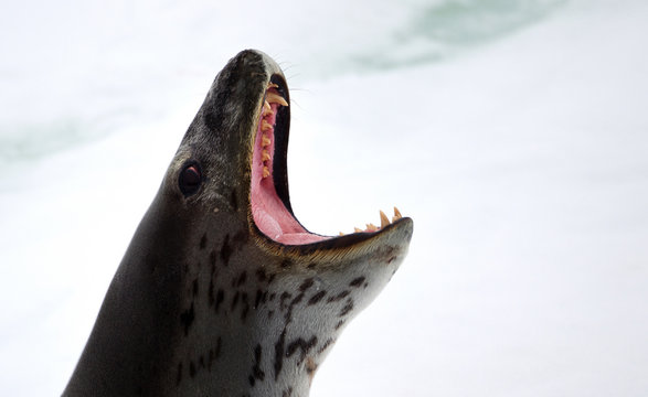 Leopard Seal on iceberg, ice floe in the southern ocean, 180 miles north of East Antarctica, Antarctica