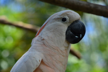 Obraz premium parrot head