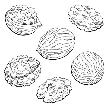 Walnut graphic black white isolated sketch illustration vector
