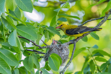 Eurasian golden oriole
