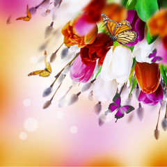 Fototapeta na wymiar Multi-colored tulips with willow and butterflies. Easter flowers, floral background.