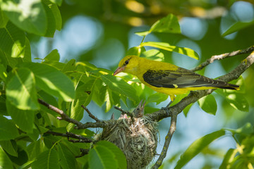 Eurasian golden oriole