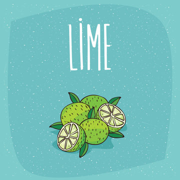 Group of several ripe lime fruits with leaves, whole and beautifully cut into pieces. Visible flesh. Isolated blue background. Realistic hand draw style. Lettering Lime