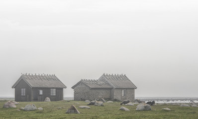 Abandoned scandinavian house and sheeps