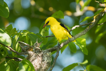 Eurasian golden oriole